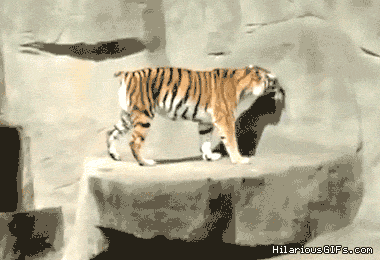 Dieren Tijger Gifs opgewonden gebrul grommen bakkebaarden 