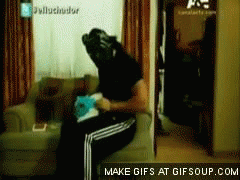 Dieren Tijger Gifs 