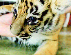 Tijger GIF. Dieren Natuur Wild Gebit Tijger Gifs Gebrul Bakkebaarden 