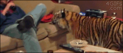 Dieren Schattig Tijger Gifs kind 