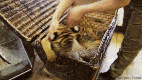 Dieren Kat Tijger Gifs gebrul 