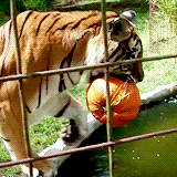 Tijger GIF. Dieren Golf Tijger Gifs 