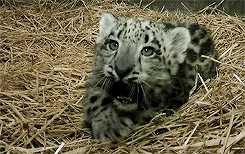 Tijger GIF. Dieren Bang Film Tijger Boot Gifs Oceaan Grommen 