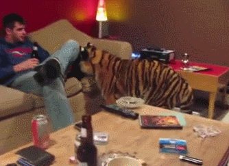 Dieren Tijger Gifs 