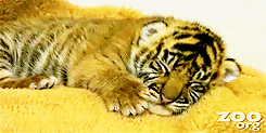 Tijger GIF. Dieren Tijger Gifs 
