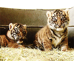 Tiger Boot Film Tiger Boot Film