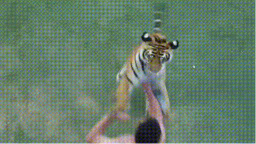 Dieren Tijger Gifs 