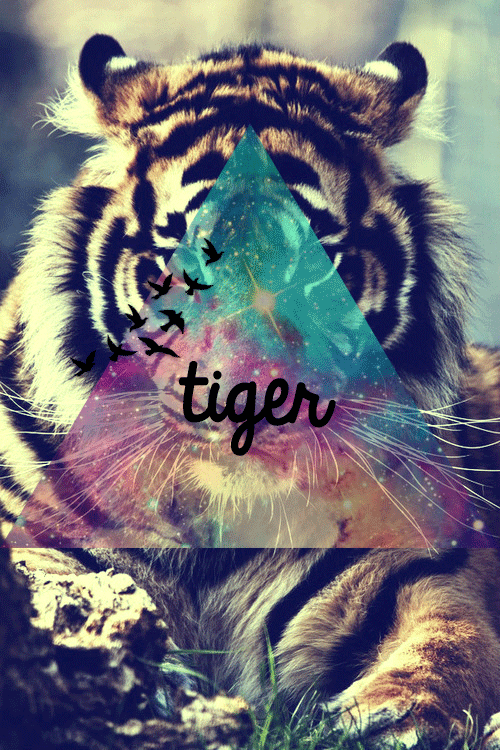 Dieren Natuur Tijger Gifs dier dieren+in+het+wild 