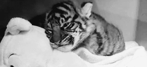 Dieren Verward Baby Tijger Gifs welpen 