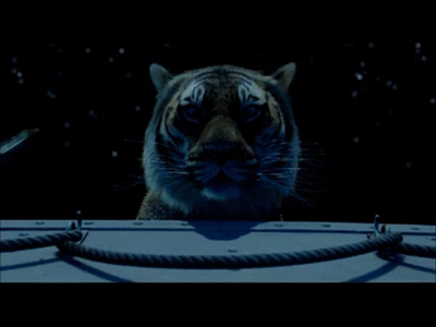 Dieren Tijger Gifs hipsta 