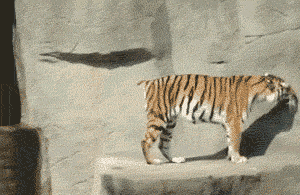 Tijger GIF. Dieren Melk Tijger Gifs Welp 