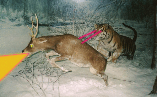 Dieren Tijger Gifs 