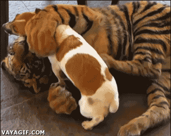 Dieren Tijger Gifs opgewonden gebrul grommen bakkebaarden 