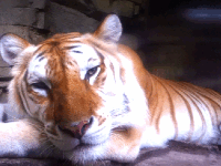 Tijger GIF. Dieren Tijgers Tijger Gifs 