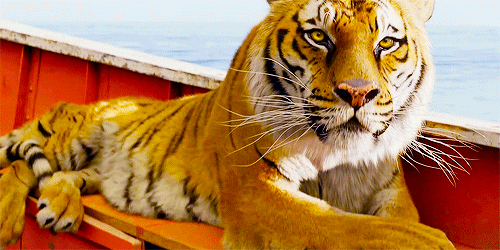 Dieren Tijger Gifs 
