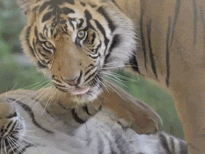 Tijger GIF. Dieren Tijger Gifs 
