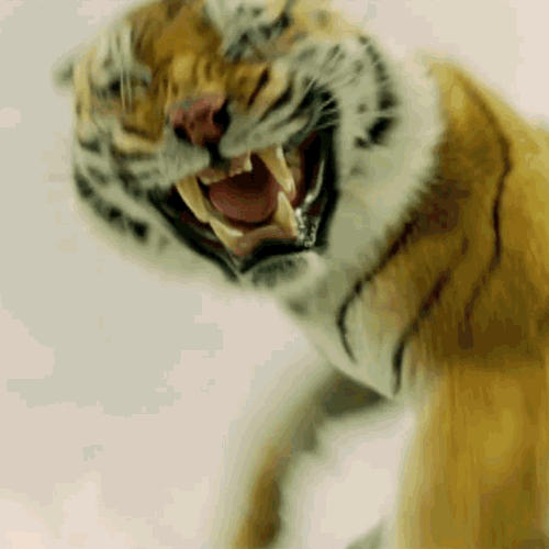 Dieren Wild gebit Tijger Gifs gebrul miauwen 