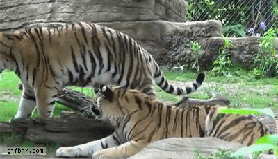 Dieren Dierentuin Tijger Gifs aanval 