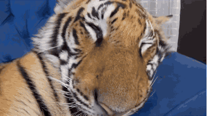 Dieren Dromen Tijger Gifs 