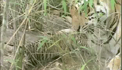 Dieren Tijger Gifs opgewonden gebrul grommen bakkebaarden 