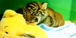 Tijger GIF. Dieren Tijger Gifs 