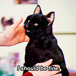 Tijger GIF. Dieren Tijger Gifs Handtastelijkheden Relaxed 