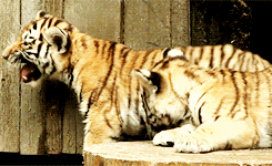 Tijger GIF. Dieren Tijger Gifs Poot Welp Kauwen 