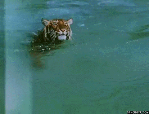 Dieren Zwemmen Schattig Water Tijger Gifs critter 