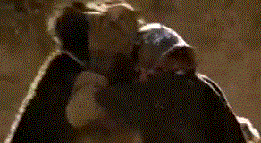 Tijger GIF. Dieren Wild Tijger Geel Gifs Bakkebaarden 