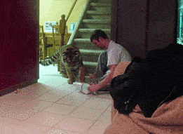 Tijger GIF. Dieren Grappig Wild Tijger Gifs Glimlach Glimlachen 