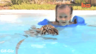 Dieren Dierentuin Natuur Tijger Gifs dier gebrul chilling 