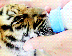 Tijger GIF. Dieren Melk Tijger Gifs Welp 
