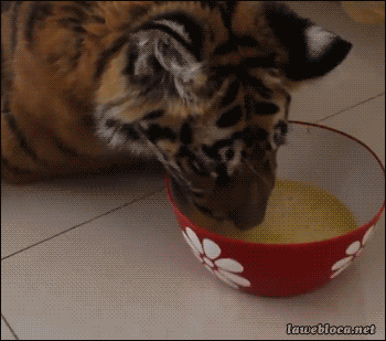 Dieren Liefde Sneeuw Tijger Omhelzing Gifs sprong 