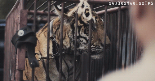 Dieren Tijger Gifs 