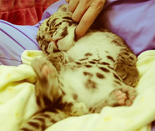 Dieren Tijger Gifs poot welp kauwen 