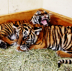 Tijger GIF. Dieren Bang Film Tijger Boot Gifs Oceaan Grommen 