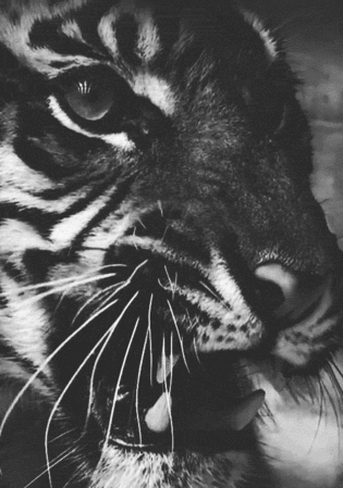 Dieren Kat Tijger Gifs 
