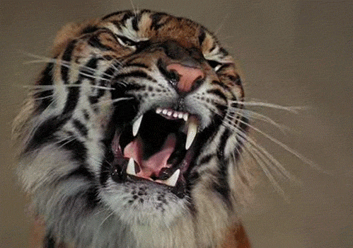 Dieren Natuur Wild gebit Tijger Gifs gebrul bakkebaarden 