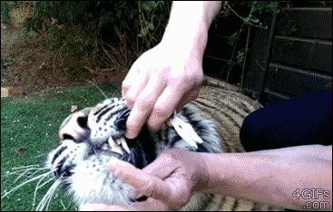 Dieren Tijger Gifs pandasproblems 