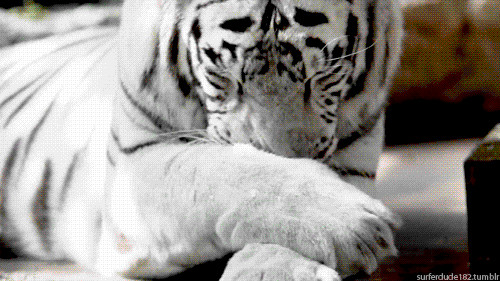 Dieren Tijger Gifs hipsta 