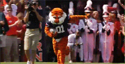 Tijger GIF. Dieren Schattig Tijger Gifs Kind 