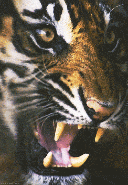Dieren Tijger Gifs opgewonden gebrul grommen bakkebaarden 