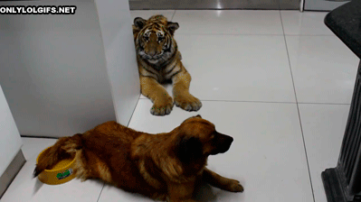 Dieren Water Tijger Blauw Gifs dier 