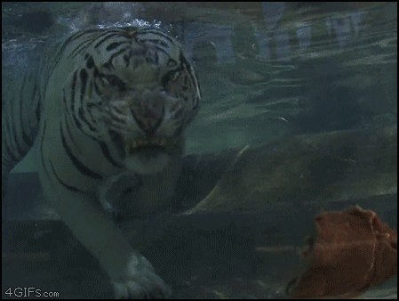 Dieren Vlees Voedsel Tijger Wit Gifs eng onderwater 