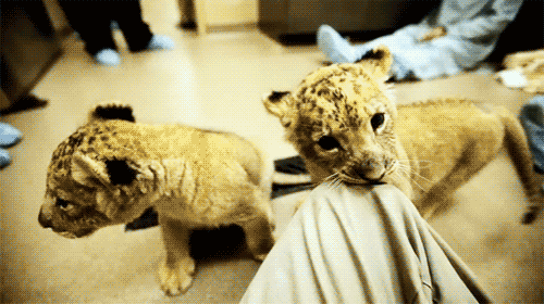 Dieren Ogen Tijger Gifs opgewonden gebrul grommen kooi 
