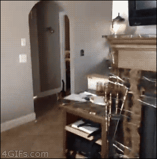 Dieren Tijger Gifs 