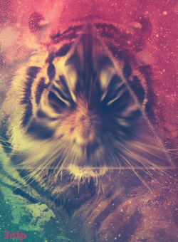 Dieren Natuur Tijger Gifs dier dieren+in+het+wild 