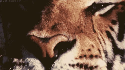 Dieren gebit Tijger Gifs gebrul giftanden 
