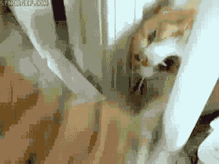 Dieren Tijger Gifs 