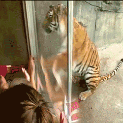 Dieren Tijger Gifs pandasproblems 